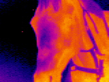 IR000253.JPG